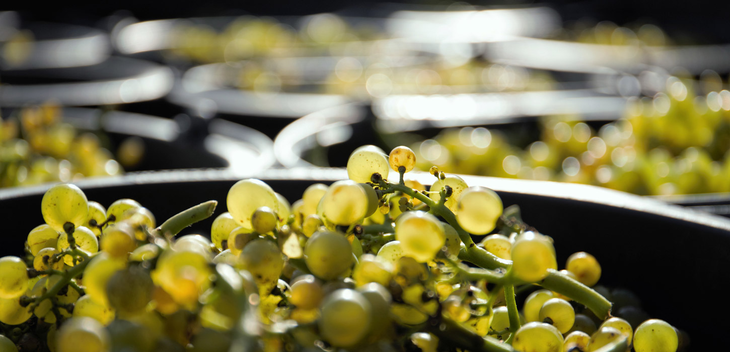 Grønne vindruer i baljer på Årø Vingård