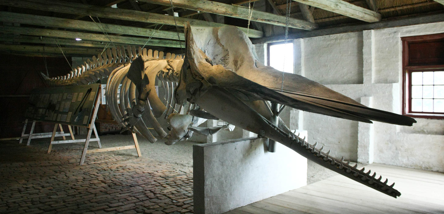 Kaskelothval på Nationalmuseets Kommandørgård på Rømø