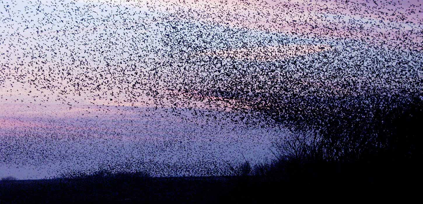 Sort Sol i Tøndermarsken