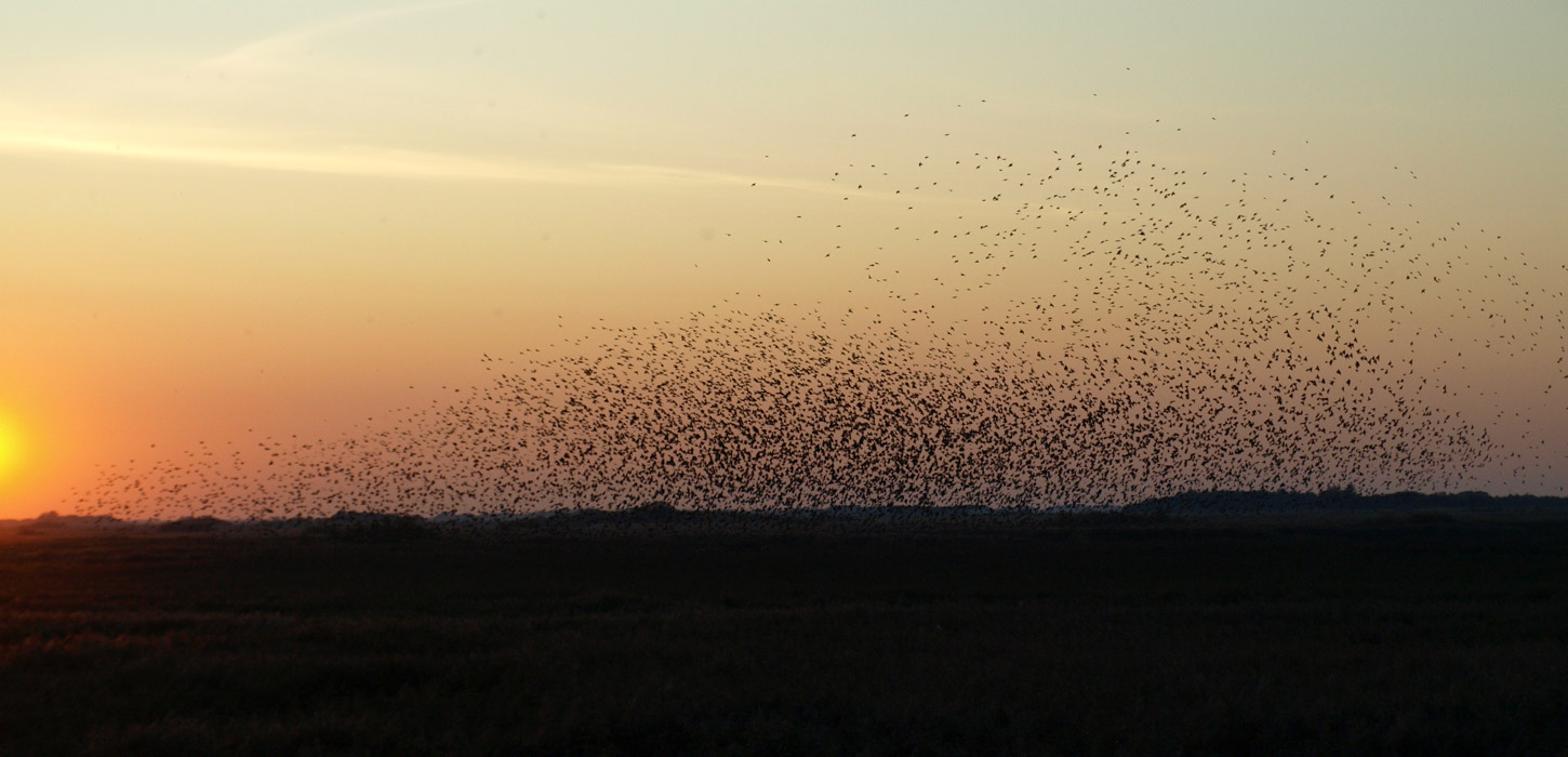 Sort Sol i Tøndermarsken