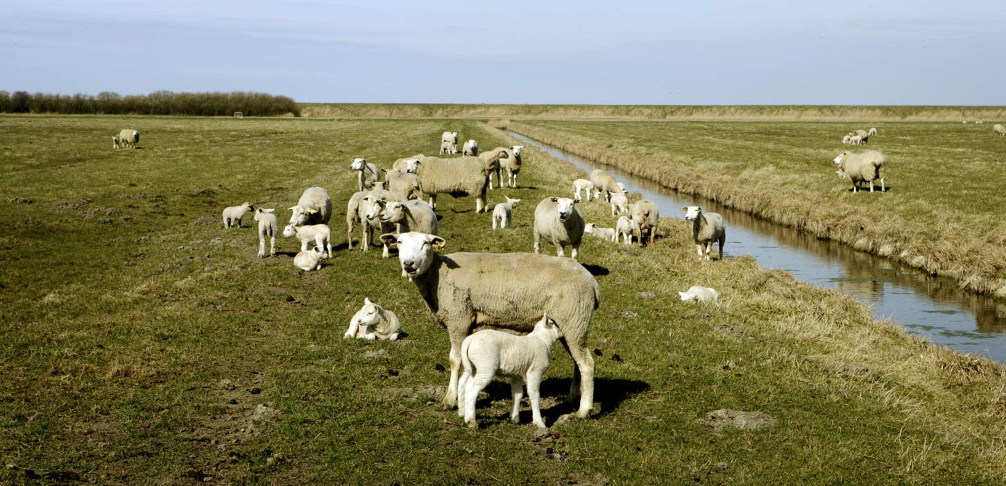 Får ved vandløb i Tøndermarsken