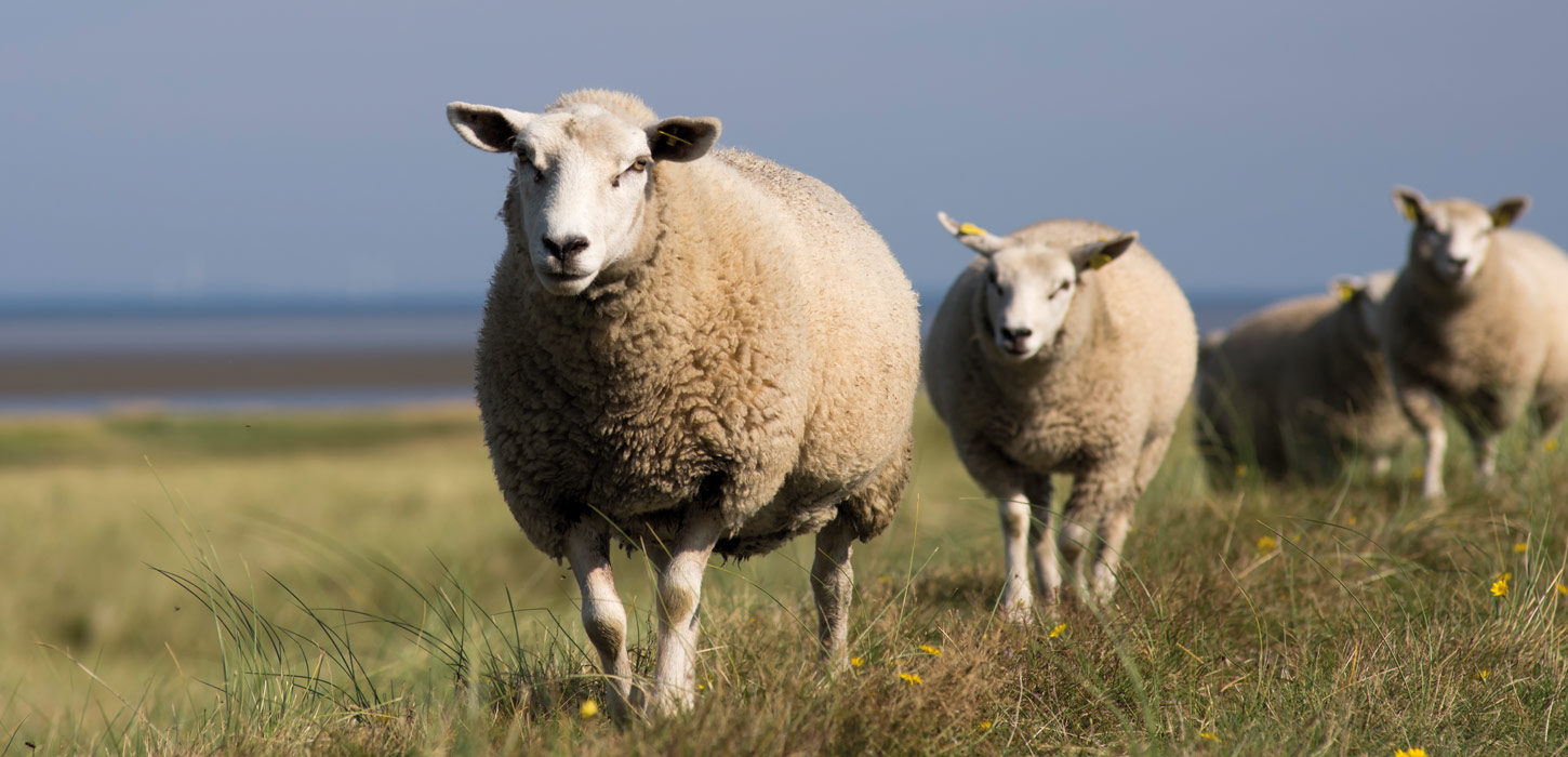 Får på diget i Tøndermarsken