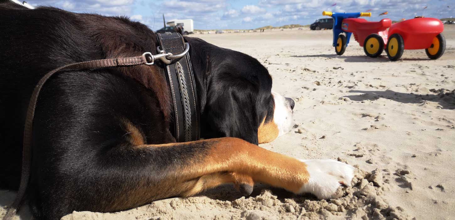Hund på stranden på Rømø med barnescooter