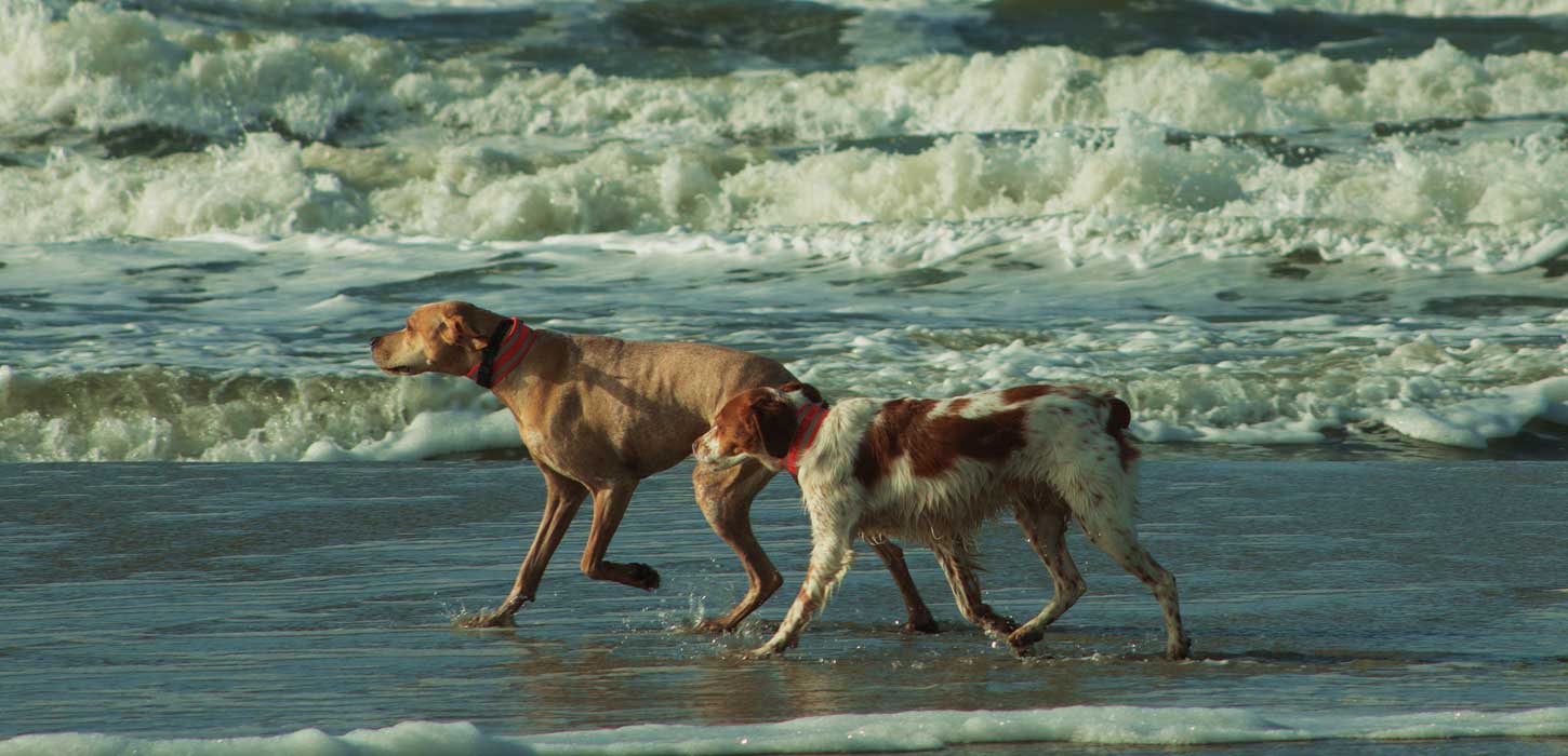 Hunde i vandet på stranden på Rømø