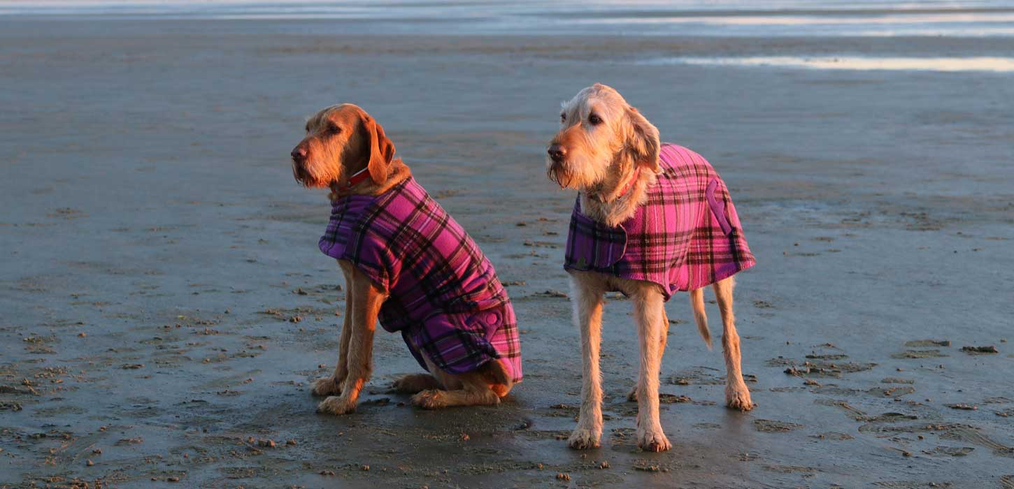 Hunde på stranden på Rømø