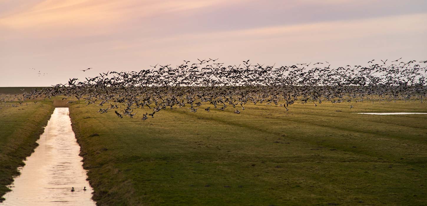 Sort Sol i Tøndermarsken over afvandingskanal