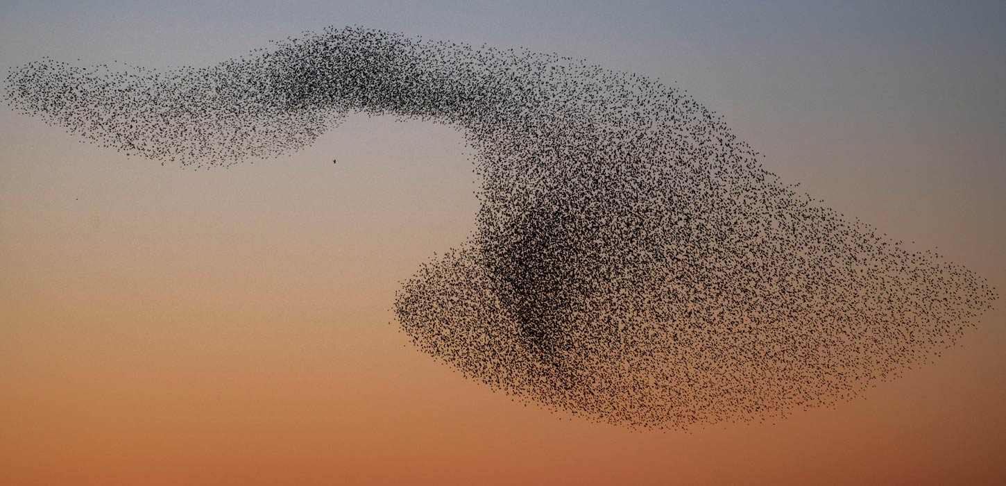 Sort Sol i Tøndermarsken