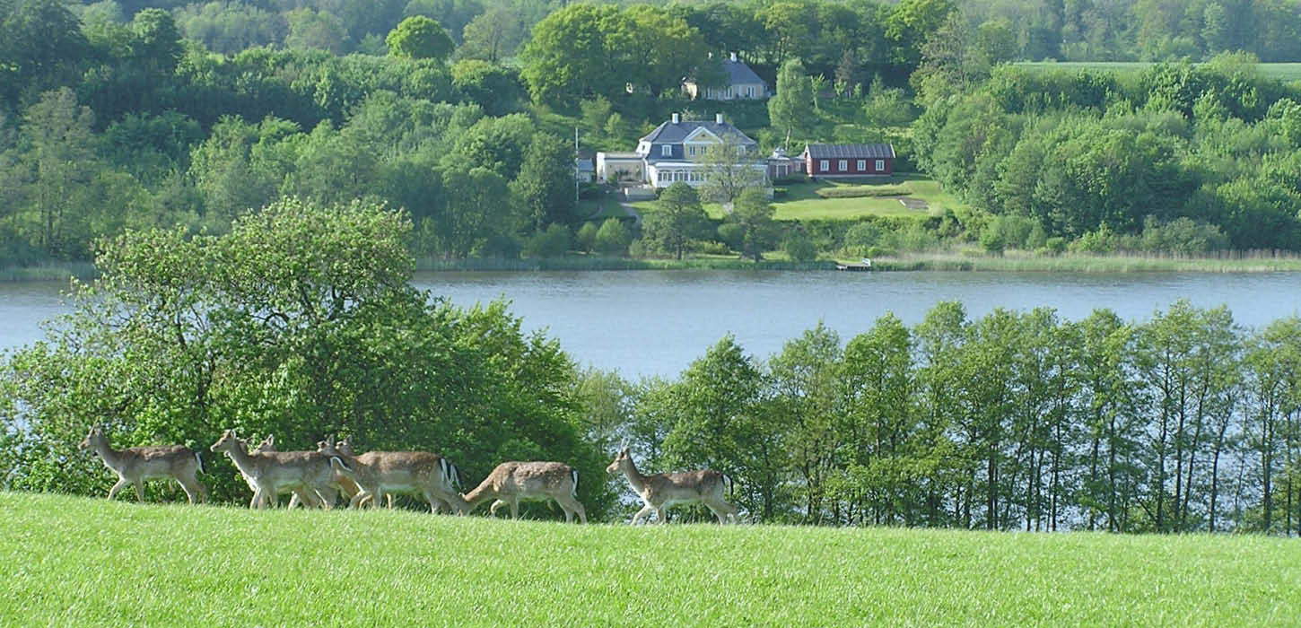 Vildt i Haderslev Dyrehave med Haderslev Dam i baggrunden