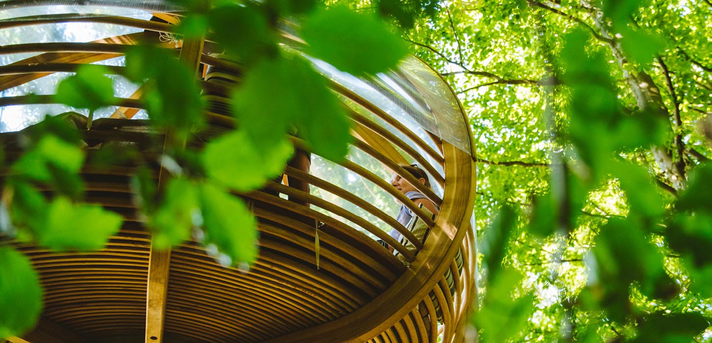 Reden set nedefra gennem træerne