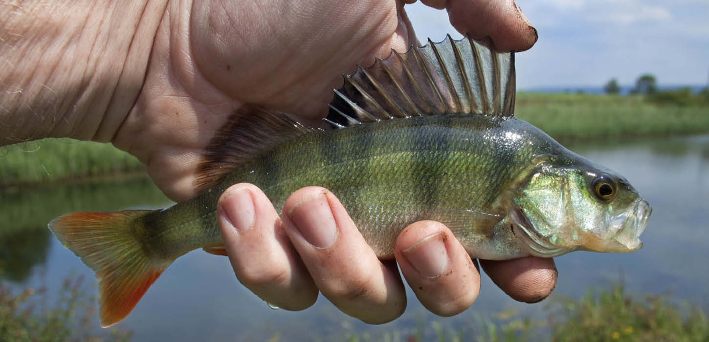 Hånd holder en aborre