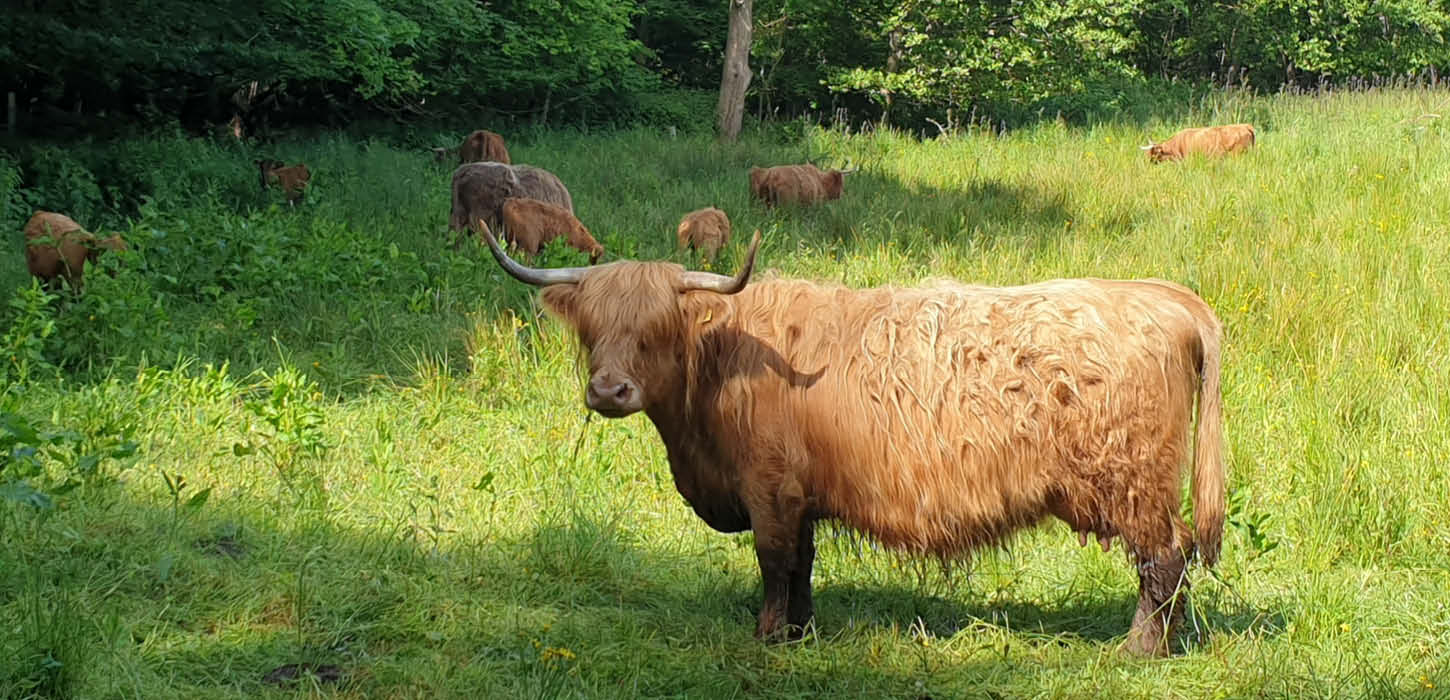 Skotsk højlandskvæg i Fjordmosen