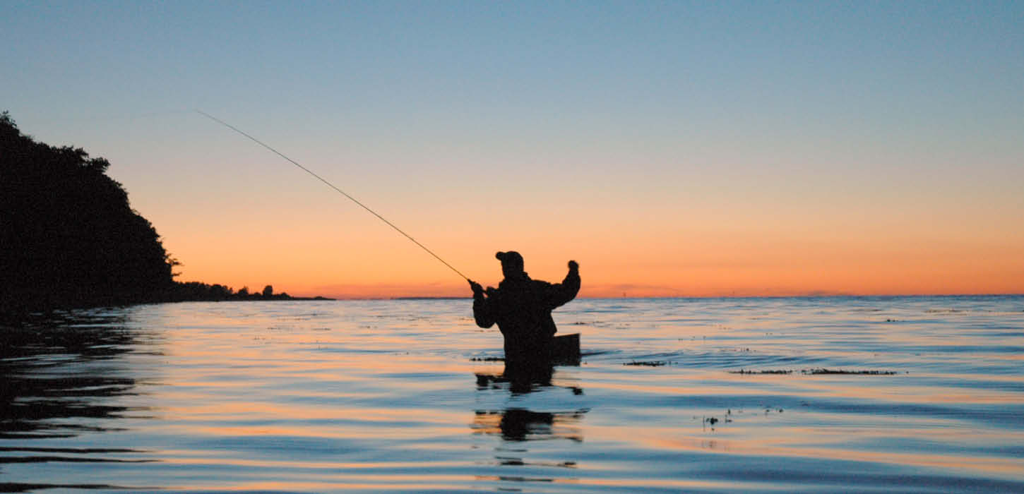 Fiskehejre ved vandløb i Nørreskoven
