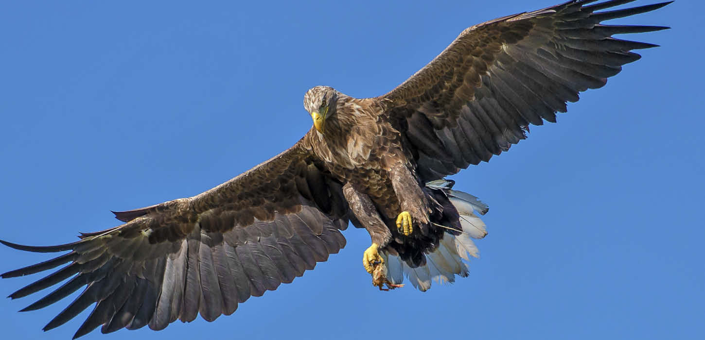 Seeadler auf den Flügeln