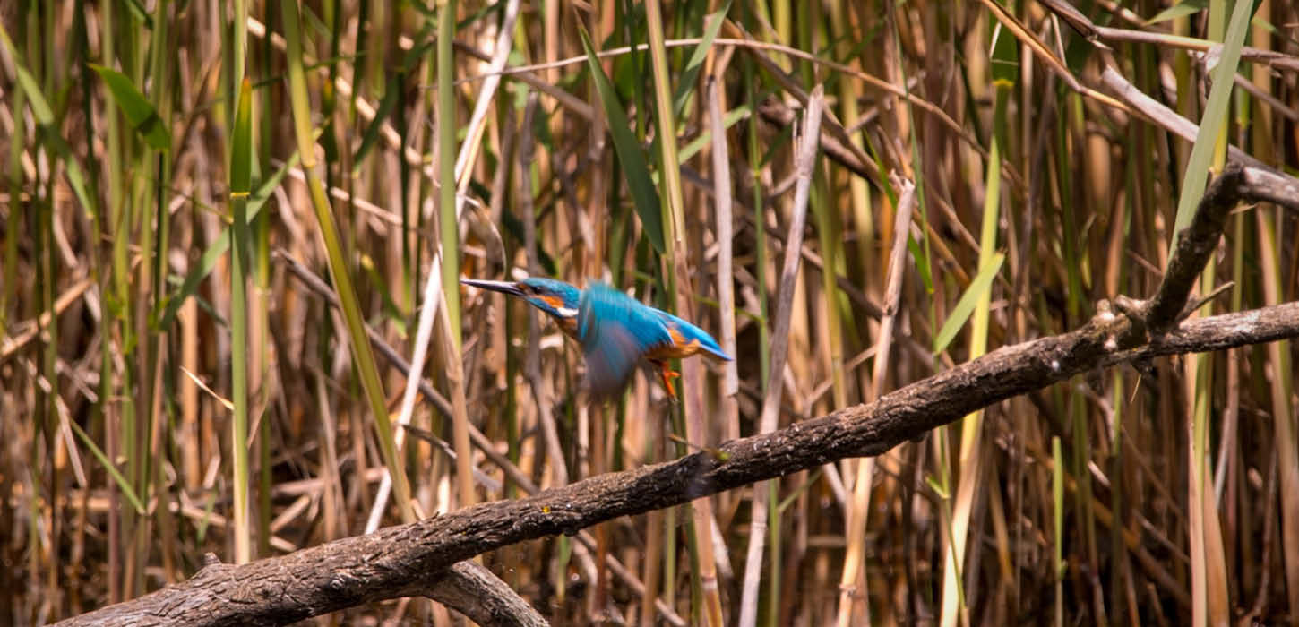 Eisvogel auf den Flügeln