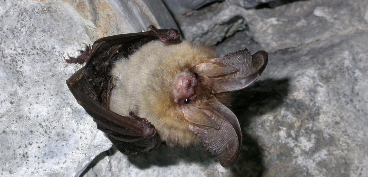 Die Braune Langohrfledermaus