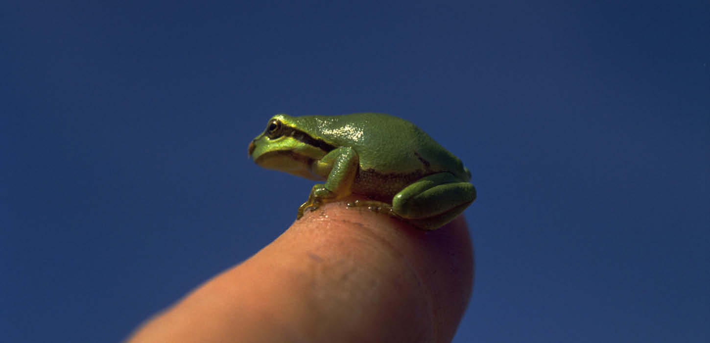 Kleiner Laubfrosch auf dem Finger