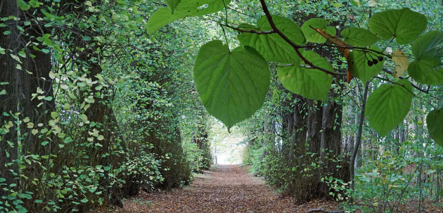 Lindenallee in Augustenborg