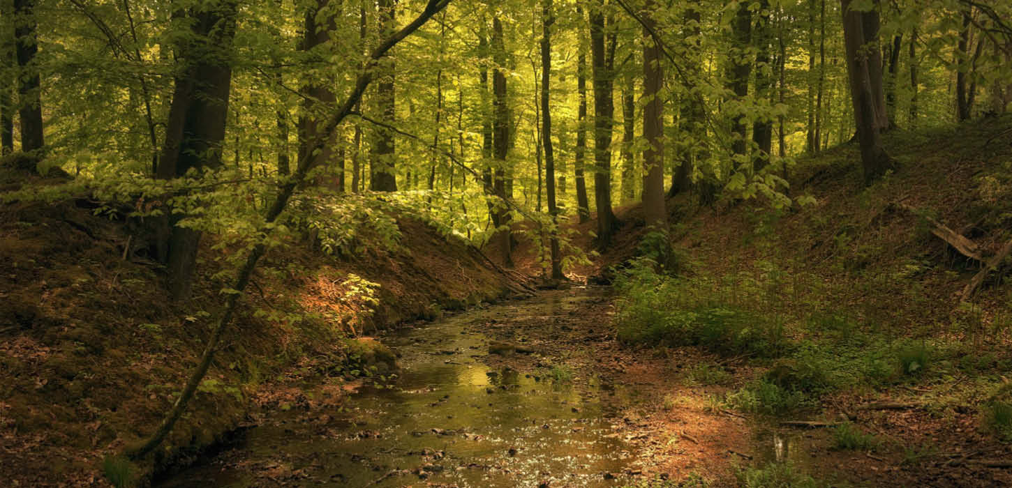 Grønnebæk i Nørreskoven på Als