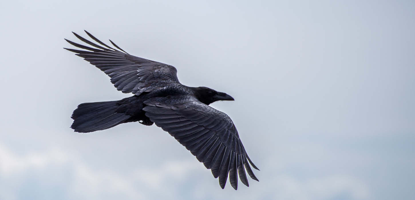 Rabe auf den Flügeln