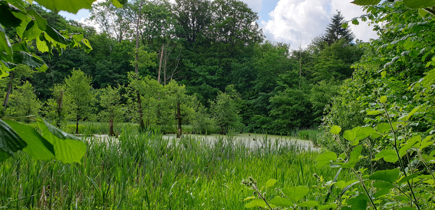 Karsesøen i Rumohrsgård Dyrehave