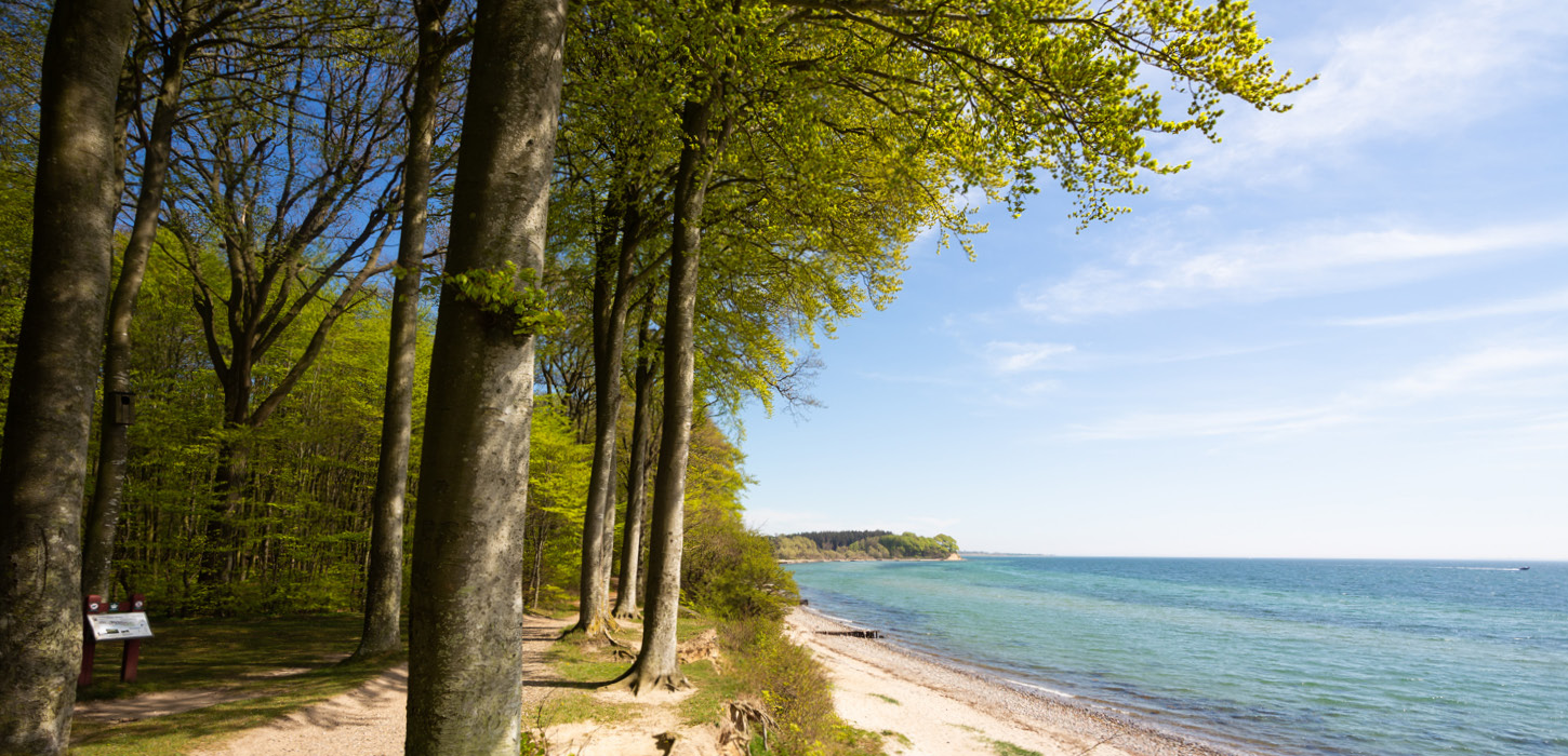Sønderskoven med strand og vand på Als ved Sønderborg