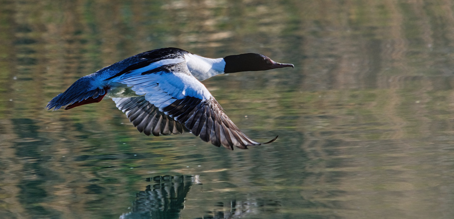 Stor skallesluger, han