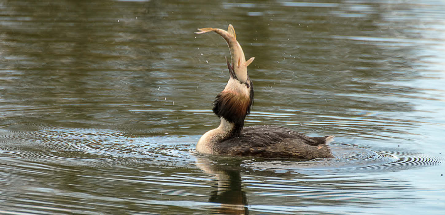 Toppet lappedykker med fisk