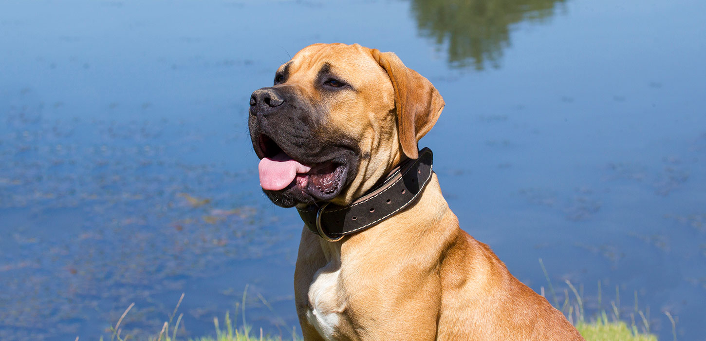 Boerbol steht auf der dänischen Verbotsliste