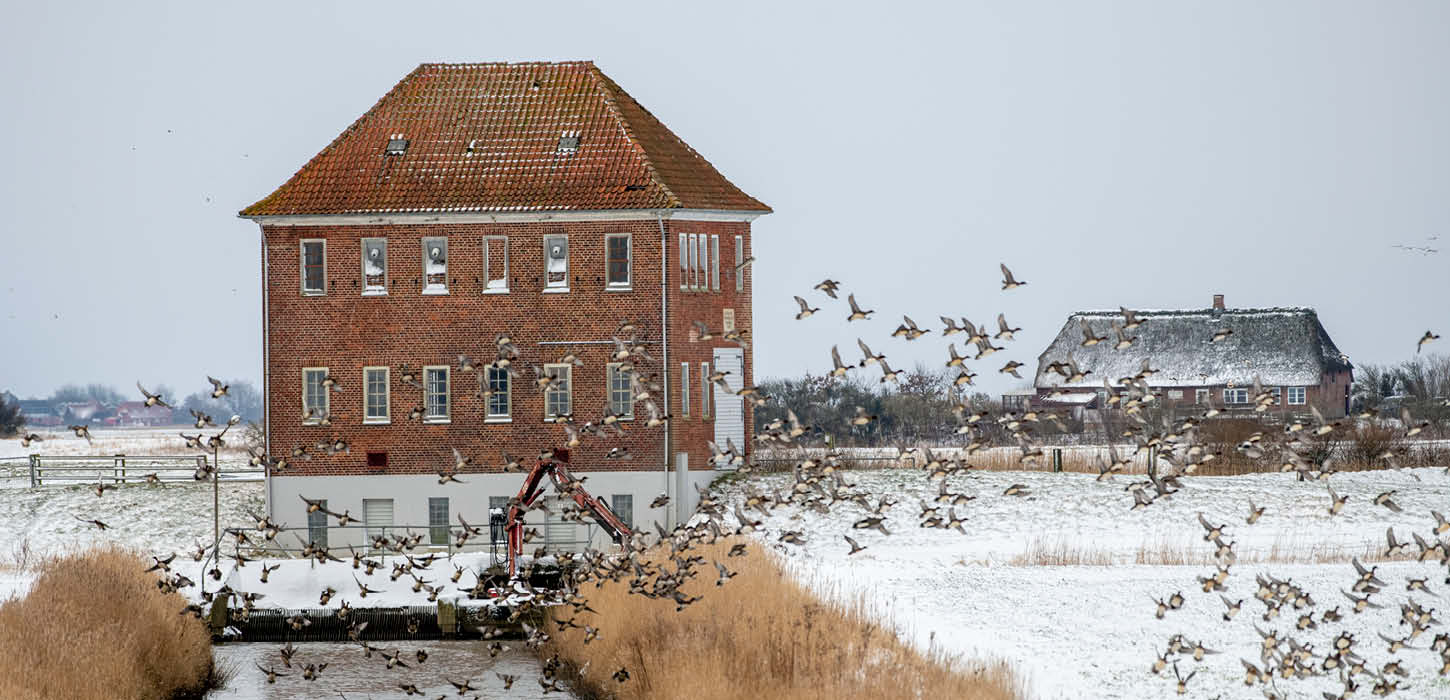 Vinter i marsken, med sne på marken og fugle der flyver