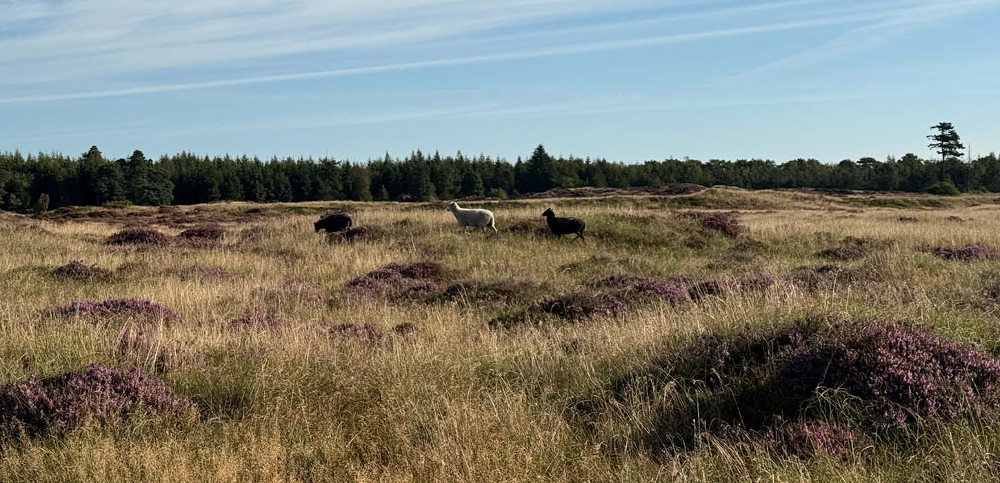 Får ved Stensbæk Plantage