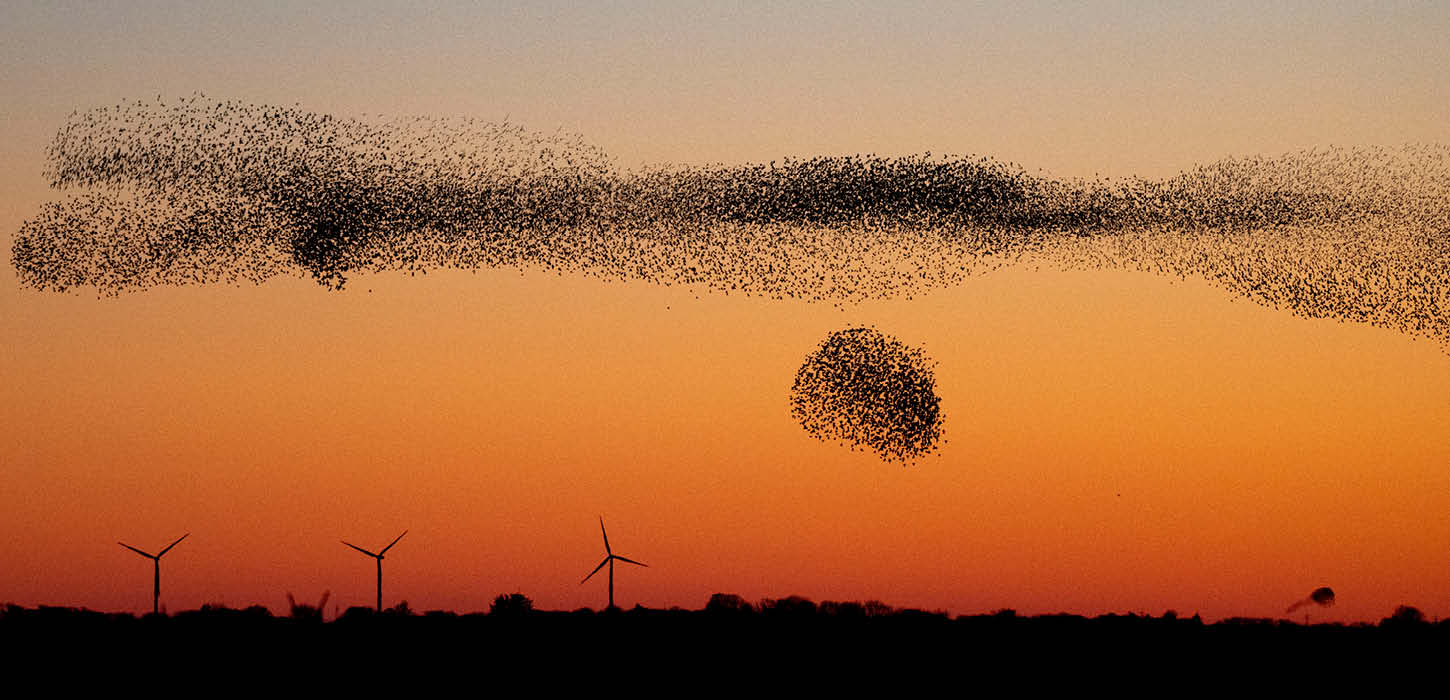 Sort Sol over marsken - fugle samler sig i flokke som bevægende skyer